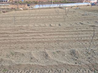 최진일님의 감 · 영농일지 작성글 사진