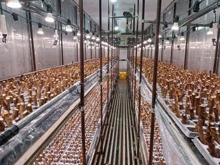 감자9702님의 두릅 · 영농일지 작성글 사진