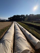 팜모닝 마늘·영농일지 게시글 이미지