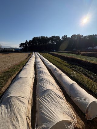 정의진님의 마늘 · 영농일지 작성글 사진
