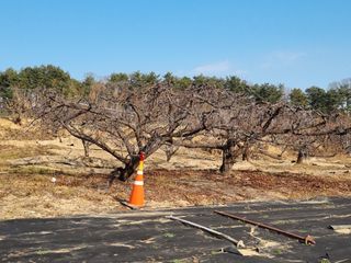 박용덕님의 감 · 영농일지 작성글 사진