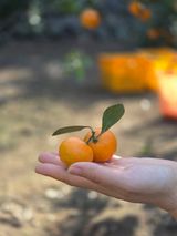 팜모닝 귤·영농일지 게시글 이미지