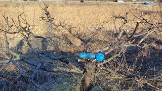 월굴리이승재님의 기타작물 · 영농일지 작성글 사진