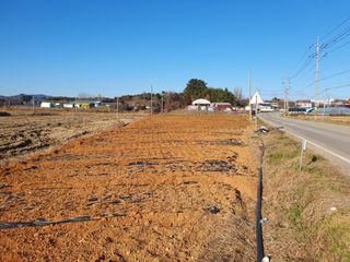 엄기덕님의 배추 · 영농일지 작성글 사진