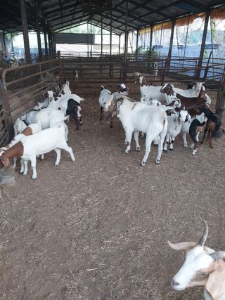 미성농장님의 기타작물 · 자유게시판 작성글 사진