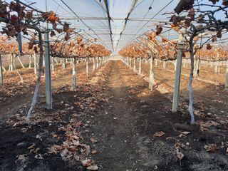 신득경님의 포도 · 영농일지 작성글 사진