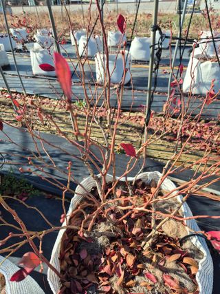 박영희님의 블루베리 · 영농일지 작성글 사진