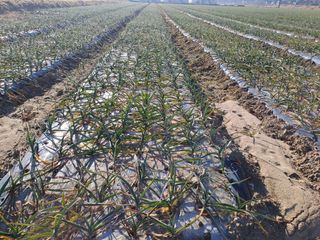 울금박사/빈덕열목사님의 기타작물 · 영농일지 작성글 사진