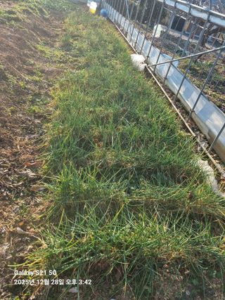 조애순님의 파 · 영농일지 작성글 사진