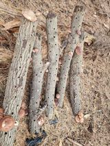 팜모닝 기타작물·영농일지 게시글 이미지