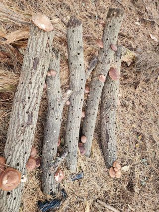 흰돌농원님의 기타작물 · 영농일지 작성글 사진