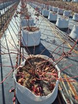 팜모닝 블루베리·영농일지 게시글 이미지