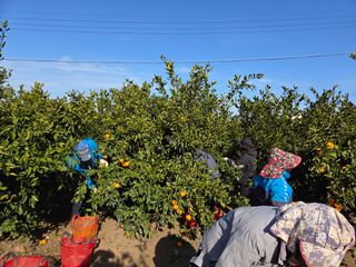 산방자연농원님의 귤 · 영농일지 작성글 사진