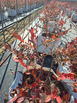 박영희님의 블루베리 · 영농일지 작성글 사진