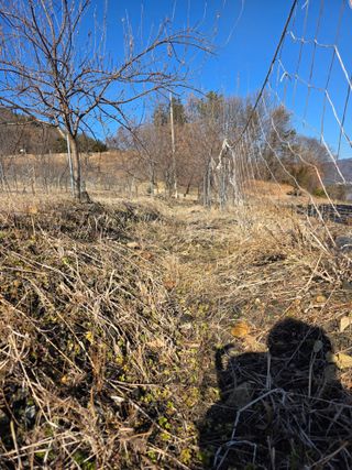 행운아님의 고추 · 영농일지 작성글 사진