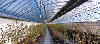 류근택님의 블루베리 · 영농일지 작성글 사진