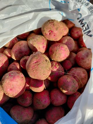 좋은인연원님의 감자 · 영농일지 작성글 사진