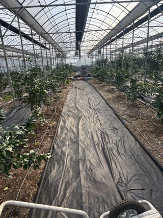 님의 귤 · 영농일지 작성글 사진