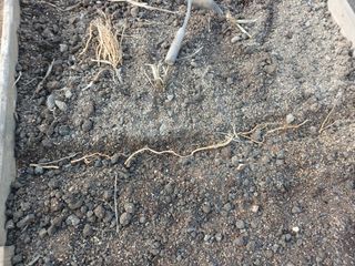 김홍중님의 두릅 · 영농일지 작성글 사진