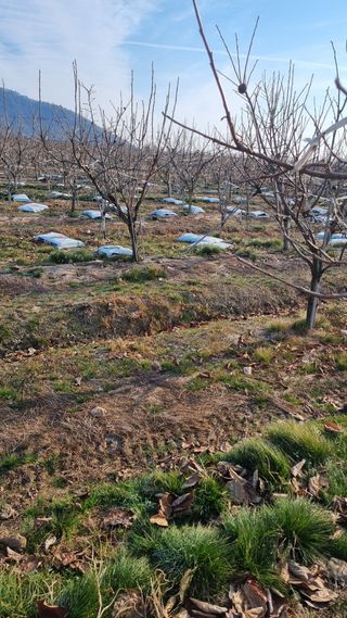 믿고사는농원-송미경님의 감 · 영농일지 작성글 사진