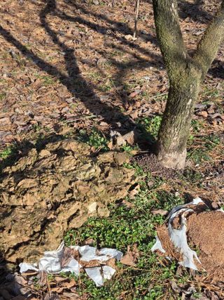 박영애님의 기타작물 · 영농일지 작성글 사진