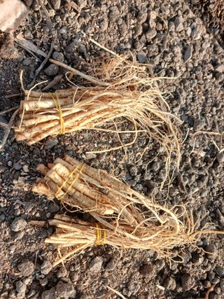 김홍중님의 두릅 · 영농일지 작성글 사진