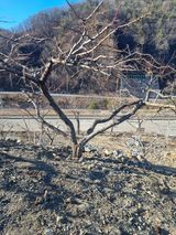 팜모닝 복숭아·영농일지 게시글 이미지