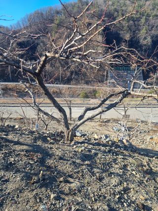 김용대님의 복숭아 · 영농일지 작성글 사진