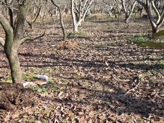 박영애님의 기타작물 · 영농일지 작성글 사진