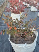 박영희님의 작성글 사진