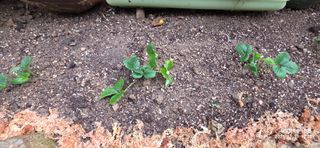 달맛햇복숭아농원님의 딸기 · 영농일지 작성글 사진