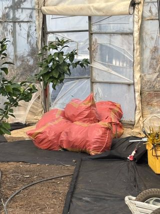 님의 귤 · 영농일지 작성글 사진