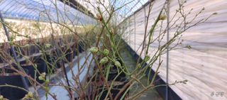 류근택님의 블루베리 · 영농일지 작성글 사진