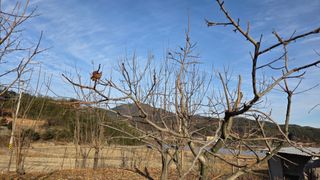 가야산아래촌농님의 기타작물 · 영농일지 작성글 사진