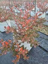 팜모닝 블루베리·영농일지 게시글 이미지