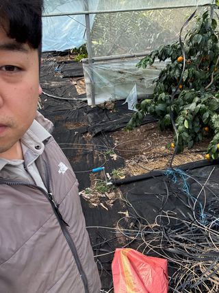 님의 귤 · 영농일지 작성글 사진