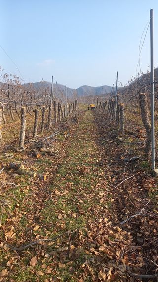 신기농장님의 사과 · 영농일지 작성글 사진