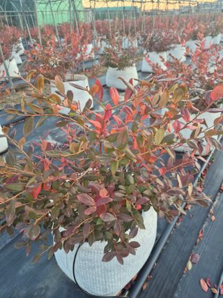 박영희님의 블루베리 · 영농일지 작성글 사진