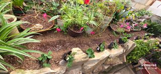 달맛햇복숭아농원님의 딸기 · 영농일지 작성글 사진