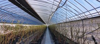 류근택님의 블루베리 · 영농일지 작성글 사진