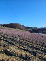 팜모닝 기타작물·영농일지 게시글 이미지