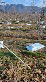 팜모닝 감·영농일지 게시글 이미지