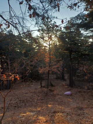 전원수님의 기타작물 · 영농일지 작성글 사진