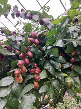 김광숙님의 기타작물 · 영농일지 작성글 사진