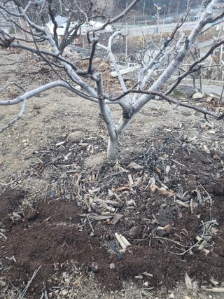 김용대님의 사과 · 영농일지 작성글 사진