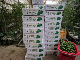 늘햇살팜 님의 기타작물 · 영농일지 작성글 사진