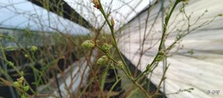 류근택님의 블루베리 · 영농일지 작성글 사진