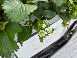 안병찬님의 기타작물 · 영농일지 작성글 사진