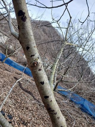 이종득님의 기타작물 · 영농일지 작성글 사진