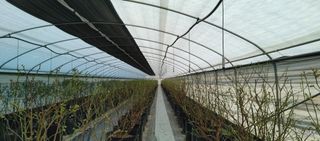 류근택님의 블루베리 · 영농일지 작성글 사진